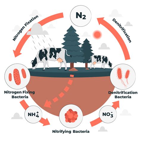 Nitrogen Cycle Steps And Significance Biology Notes