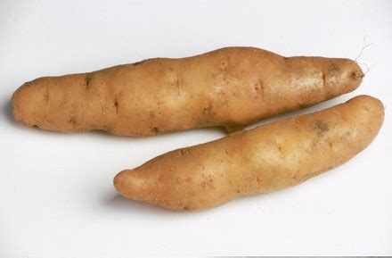 potato varieties stock pictures editorial images  stock