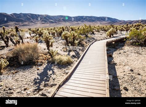 The Cholla Cactus Garden Trail in Joshua Tree National Park Stock Photo ...