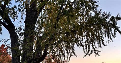 Gingko Trees Lose All Their Fall Leaves In 24 Hrs After The First Big Freeze You Can Hear The