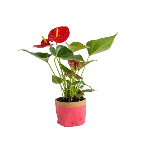 Costa Farms Live Indoor 12in Tall Red Anthurium Plant In 4in Water