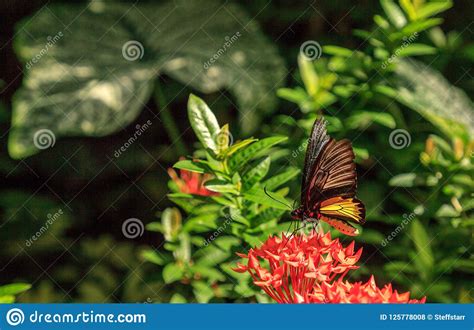 Borboleta Comum Troides Helena De Birdwing Foto De Stock Imagem De