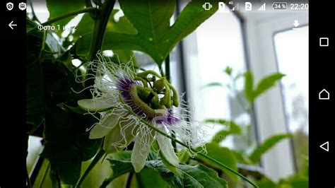 Пассифлора Эдулис. Passiflora Edulis. — купить в Красноярске. Горшечные ...