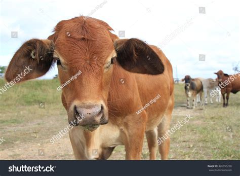 Angus Cross Brahman Cattle Stock Photo 426055228 Shutterstock