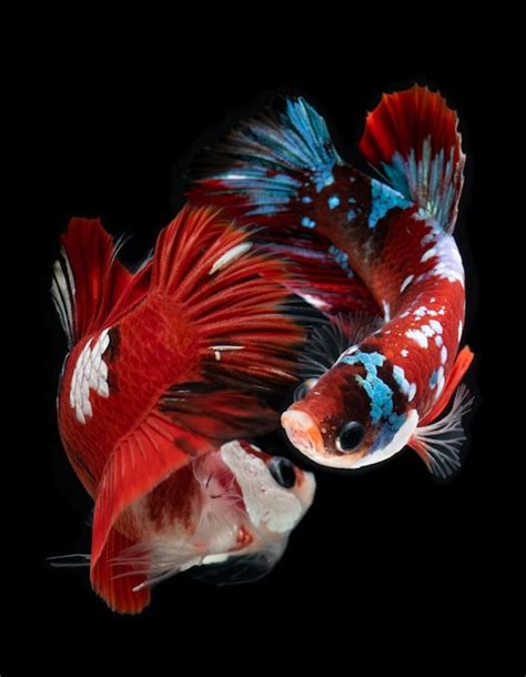 Premium Photo Fancy Koi Galaxy Betta Fish