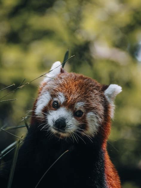 Captura de um adorável panda vermelho Foto Grátis