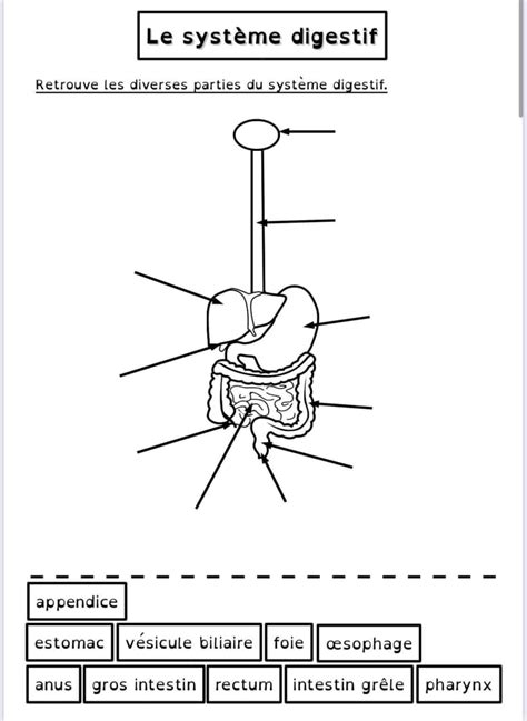exercices sur le système digestif Geographie CE1 CP La Salle des