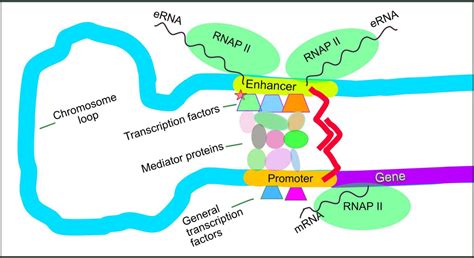 Transcription Encyclopedia Mdpi