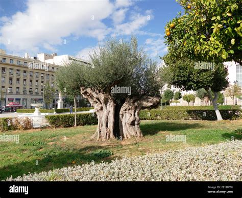 Greece Athens Athen The National University Of Athens Old Olive Tree