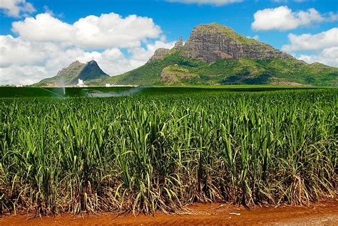 What Are The Major Natural Resources Of Mauritius Worldatlas