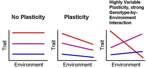 Phenotypic Plasticity The Biology Blog