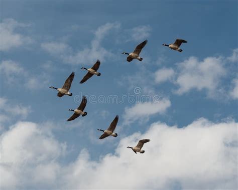 Geese in flight stock image. Image of clouds, daytime - 63602201