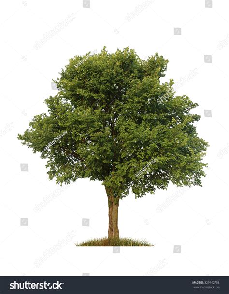 Best Elm Tree Seedling Royalty-Free Images, Stock Photos & Pictures
