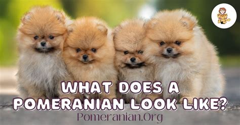 C Mo Es Un Pomerania Mipomerania Store