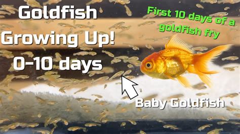 Baby Goldfish Fry Rapid Growth 0 10 Days Youtube