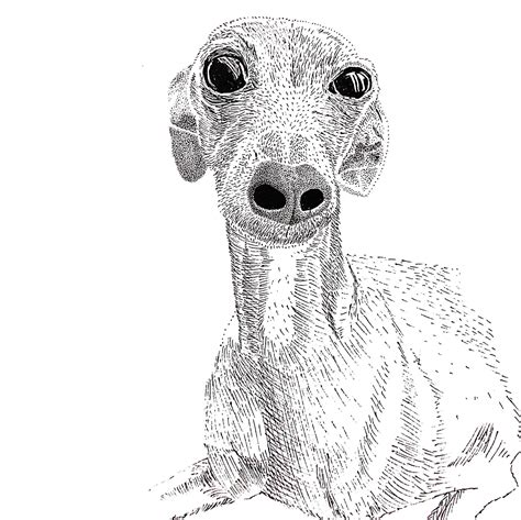 Had The Pleasure Of Sketching This Italian Greyhound R Italiangreyhounds