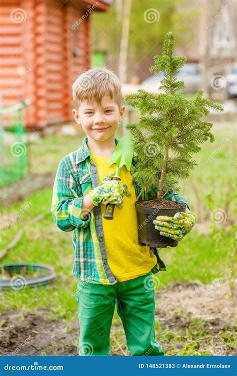 Gar On Tenant Une Jeune Plante D Arbre Dans Des Mains Image Stock