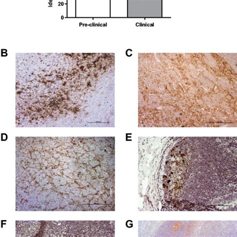 Detection Of Pathogenic Prp In Naturally Occurring Scrapie A Idexx