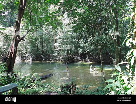 Melinau River In The Rainforest Gunung Mulu National Park Miri