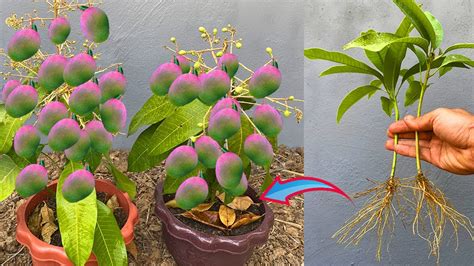 How To Propagate Mango From Cutting Crafting Idea Mango And Get The