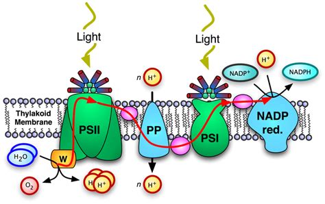 The Cyanobacterial Photosynthetic Apparatus The Flow Of Electrons Is