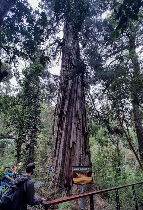 El Abuelo El Rbol Argentino De A Os Que Sigue En Pie