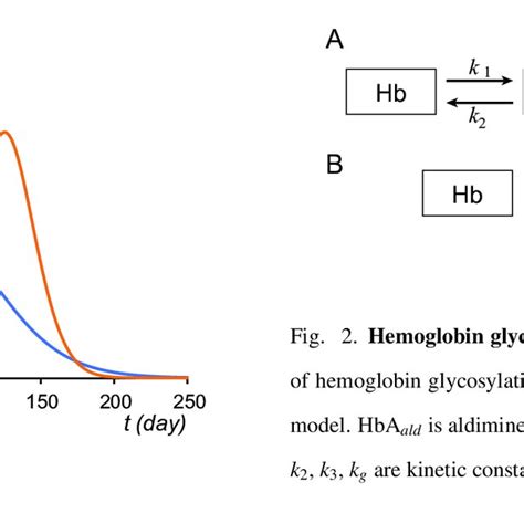 PDF Steady State Relationship Between Average Glucose HbA1c And RBC