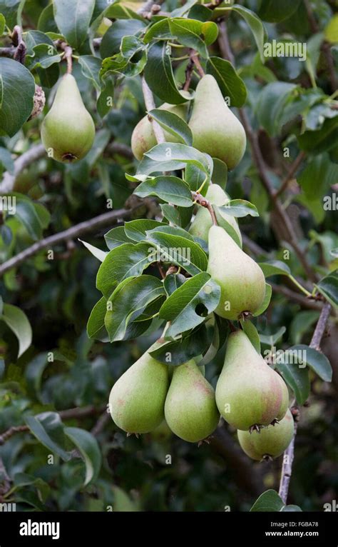 Pyrus Communis Fotograf As E Im Genes De Alta Resoluci N Alamy