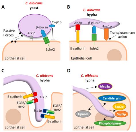 Pathogens Free Full Text Candida Albicans Interactions With Mucosal