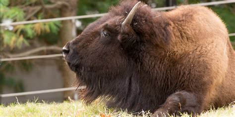 American bison | Smithsonian's National Zoo and Conservation Biology ...