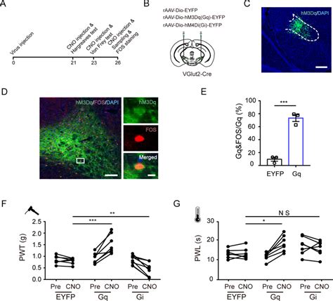 Zi Vglut2 Neurons Negatively Regulate Acute Experimental Pain Behavior