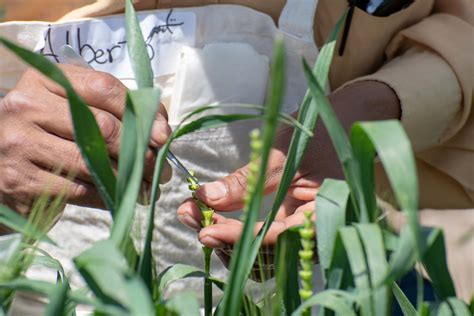 CIMMYT Joins The International Wheat Genome Sequencing Consortium CIMMYT