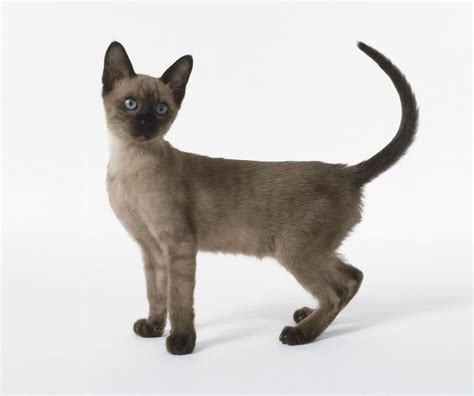 Tonkinese Cat Breed Profile Characteristics And Care