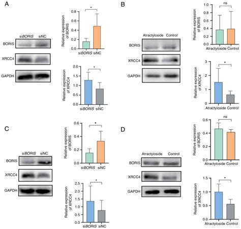 Atractyloside Inhibits Gefitinibresistant Nonsmallcell Lung Cancer