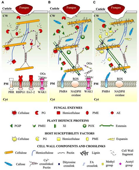 Frontiers Plant Cell Wall Dynamics And Wall Related Susceptibility In