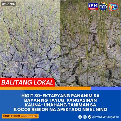 Higit 30 Ektaryang Pananim Sa Bayan Ng Tayug Pangasinan Kauna Unahang