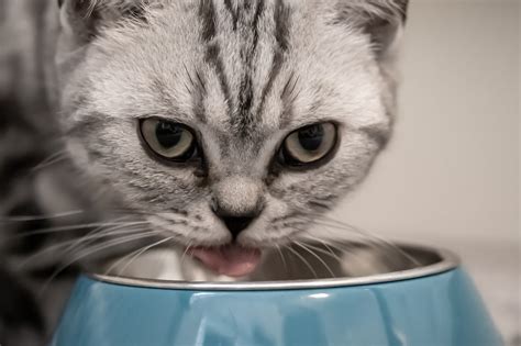 Wet Vs Dry Food The Ultimate Guide To Feeding Your Feline Talis Us