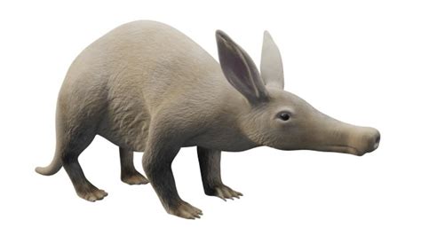 Aardvark Facts for Kids - Twinkl Homework Help - Twinkl