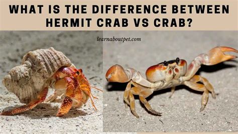 What S The Difference Between Imitation Crab And Real Crab At Nelson Milazzo Blog