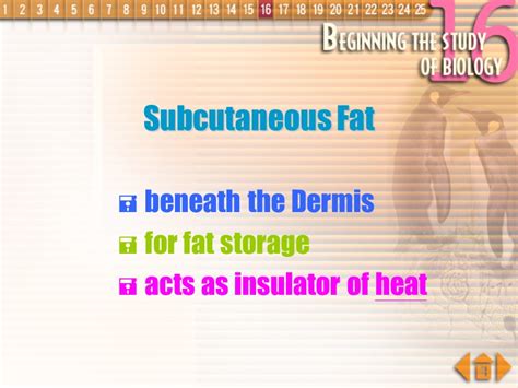 Importance Of Homeostasis In Mammals Metabolic Reactions Are