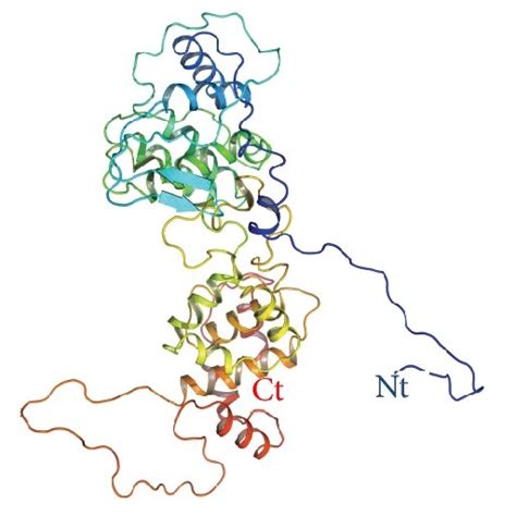 Structures Of N P M And G Proteins Of CHPV Predicted Using