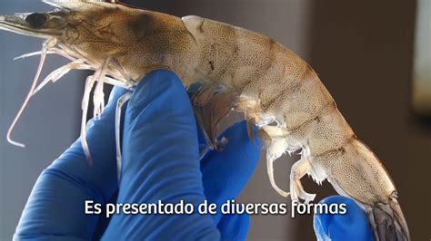 Cultivo De Langostino En Peru YouTube