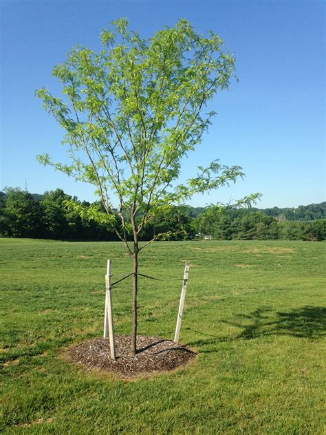 How To Stake A Tree The Tree Center™