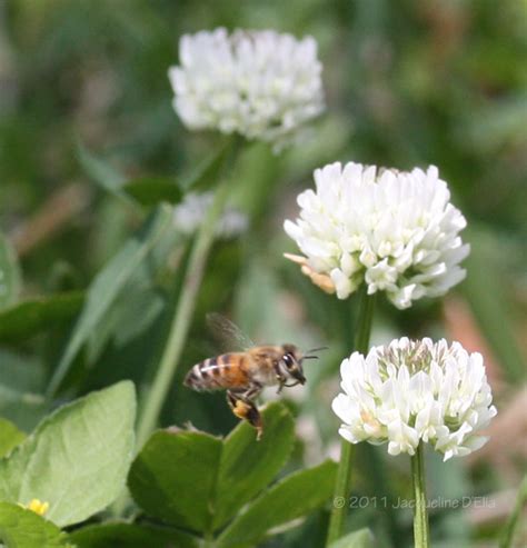 Honey Bees Love the Clover! | Jackie D'Elia