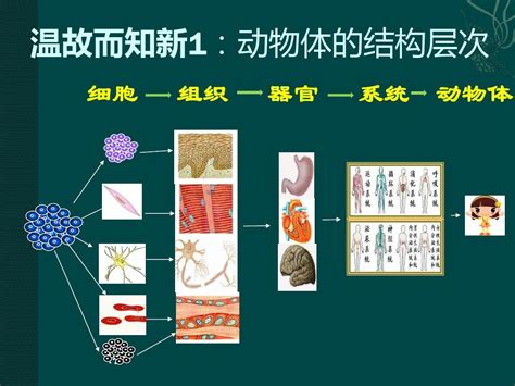 第四节 单细胞生物word文档在线阅读与下载无忧文档