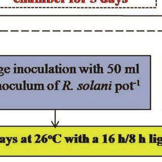 Schematic Representation Of Plant Experimental Design And Elicitation