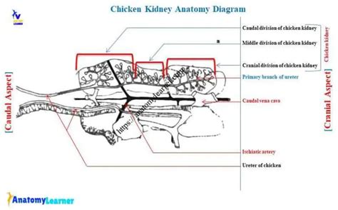 Chicken Kidney Anatomy The Vital Organ Of Bird Urinary System