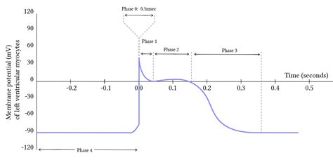 Normal Processes Of Cardiac Excitation And Electrical Activity