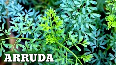 Arruda Como Plantar E Enraizar Galhos De Arruda Cultivando No Quintal