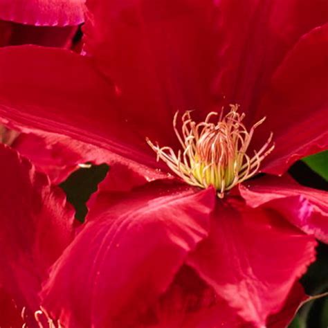Rebecca Clematis | Plant Addicts